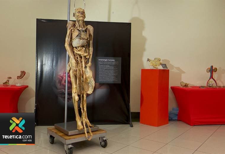 “Yo humano” es una exposición que reúne a 200 piezas y cadáveres conservados