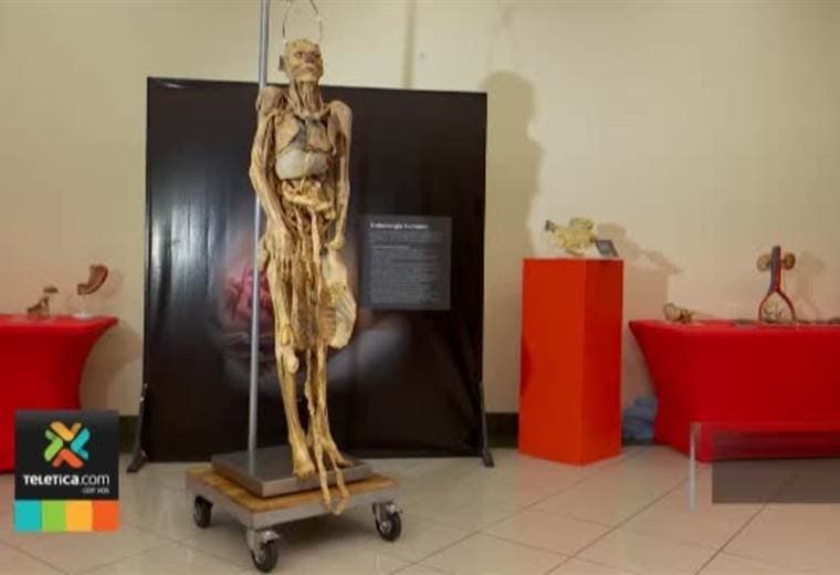 “Yo humano” es una exposición que reúne a 200 piezas y cadáveres conservados