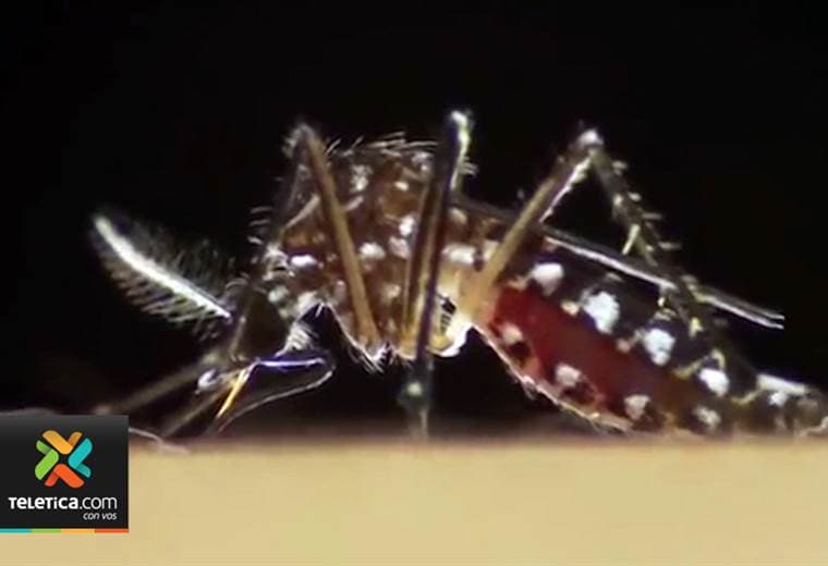 Ministerio de Salud reporta una disminución en casos de dengue