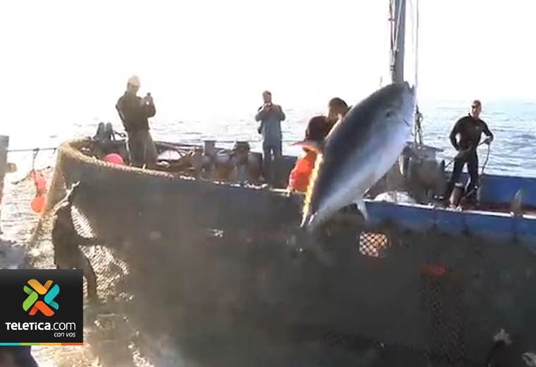 Nueva iniciativa pretende frenar el robo de atunes por parte de embarcaciones internacionales