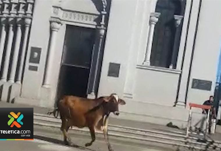 Vaca causó estragos en el centro de San Ramón de Alajuela