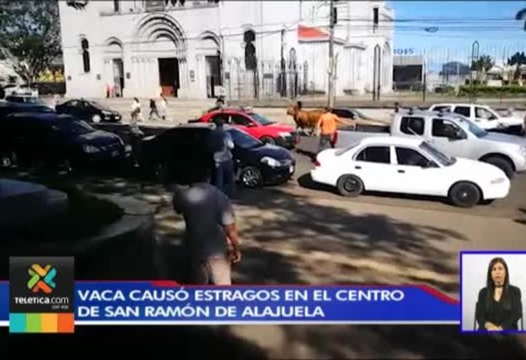 Vaca causó estragos en el centro de San Ramón de Alajuela