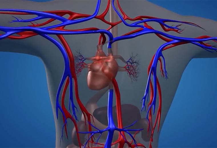 ¿Cómo es que la diabetes afecta el sistema circulatorio?