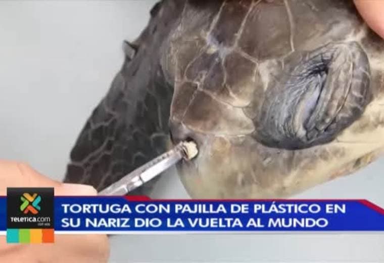 Empresa nacional apuesta por pajillas de bambú para reducir la contaminación