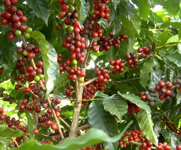 85% de la producción de café costarricense se exporta a mercados exigentes