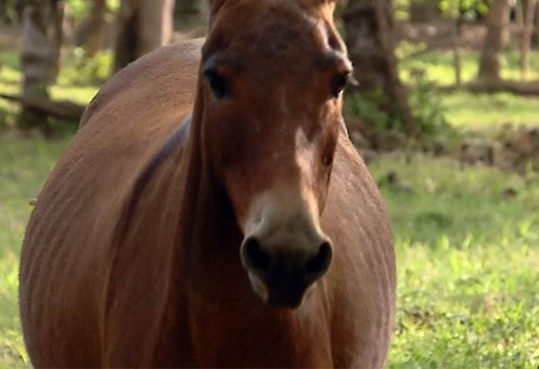 Conozca más sobre las mulas las protagonistas del festival en Parrita