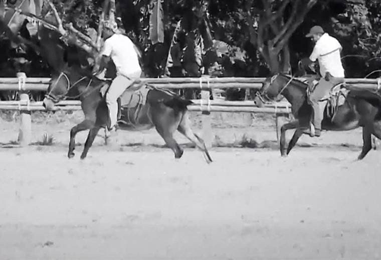Esta es la historia del origen de la carrera de mulas de Parrita