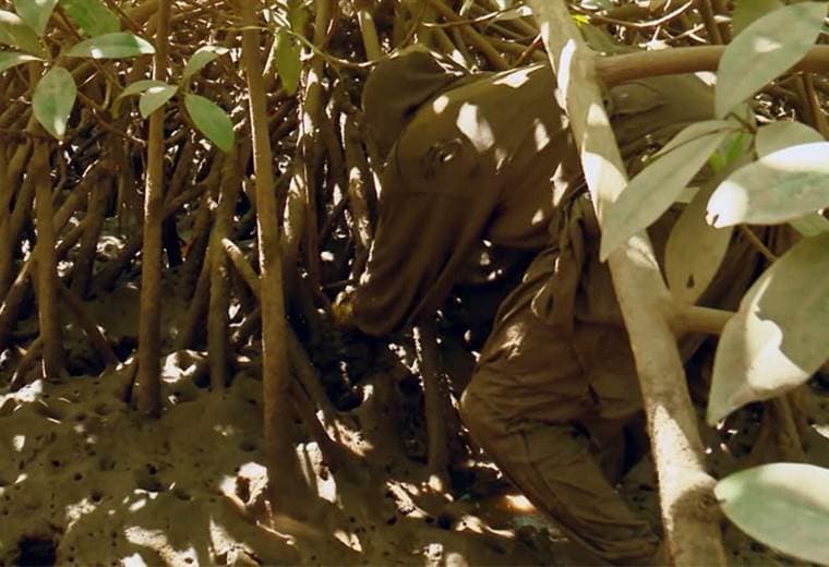 Conozca cómo se extrae piangua de los manglares de Parrita