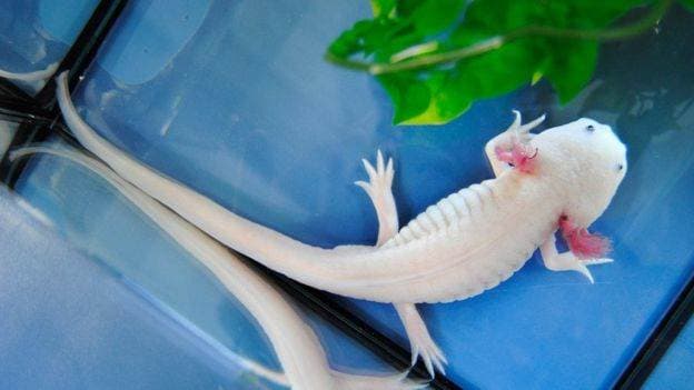 Ajolote mexicano BBC Mundo