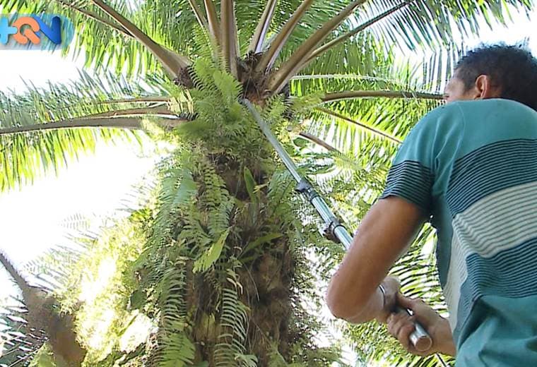 En La Palma de Parrita conocimos la historia de don Gerardo Valverde, un coyolero con 53 años de experiencia en esa labor.