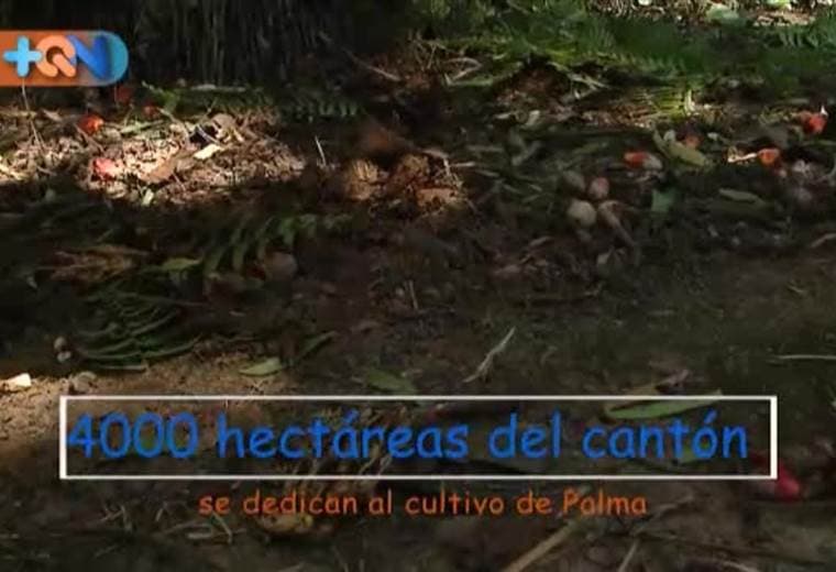 En La Palma de Parrita conocimos la historia de don Gerardo Valverde, un coyolero con 53 años de experiencia en esa labor.