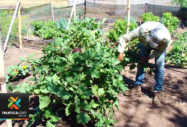Emprendedor ofrece a las personas la opción de cosechar sus propias hortalizas