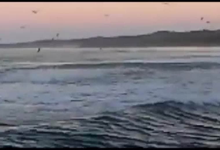 Peces saltaron a la playa en Nosara y sorprendieron a los presentes