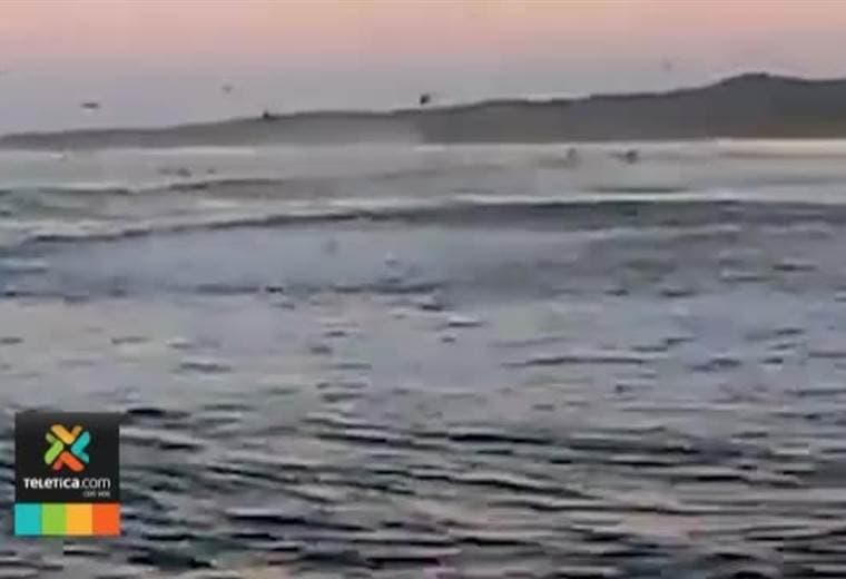Video captó a miles de peces 'saltando' en la orilla de una playa en Nosara