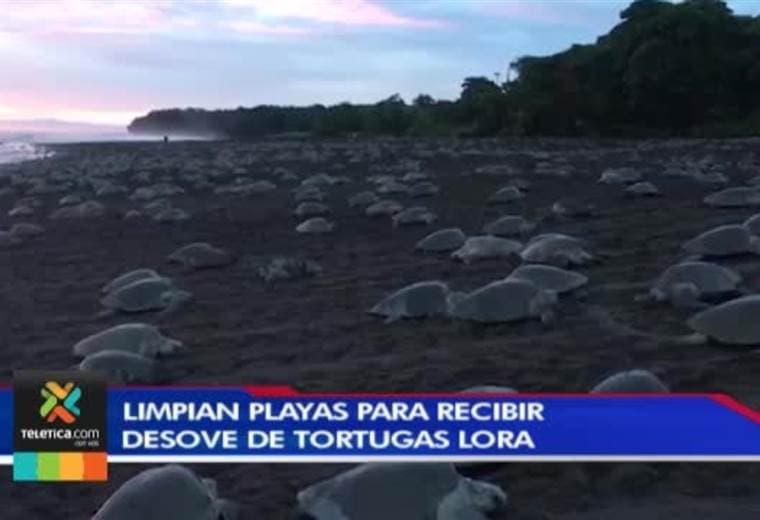 Playas del Pacífico norte se alistan para el desove de tortugas lora