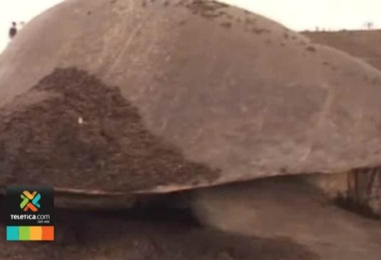 400.000 hogares costarricenses tienen un animal silvestre como mascota