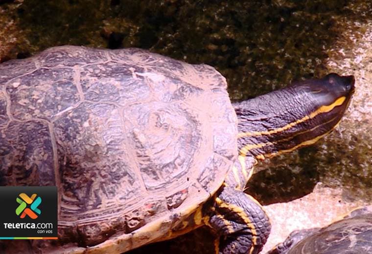 400.000 hogares costarricenses tienen un animal silvestre como mascota