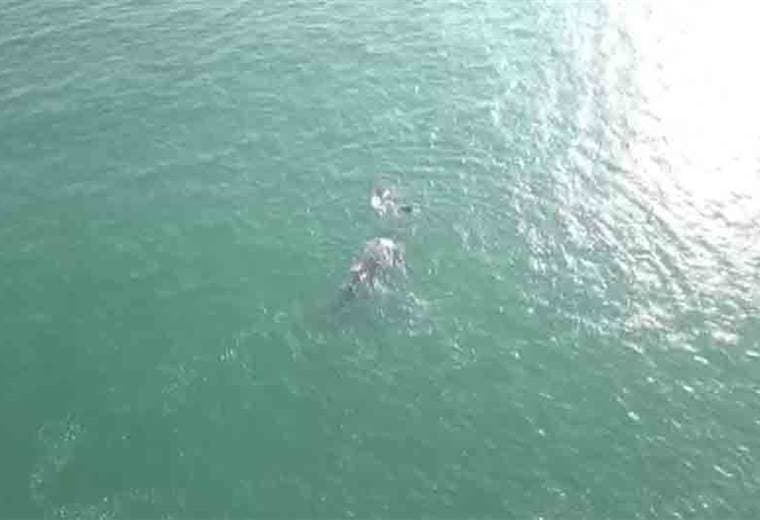 Dron captó a ballena y su ballenato a 600 metros de la playa en Jacó