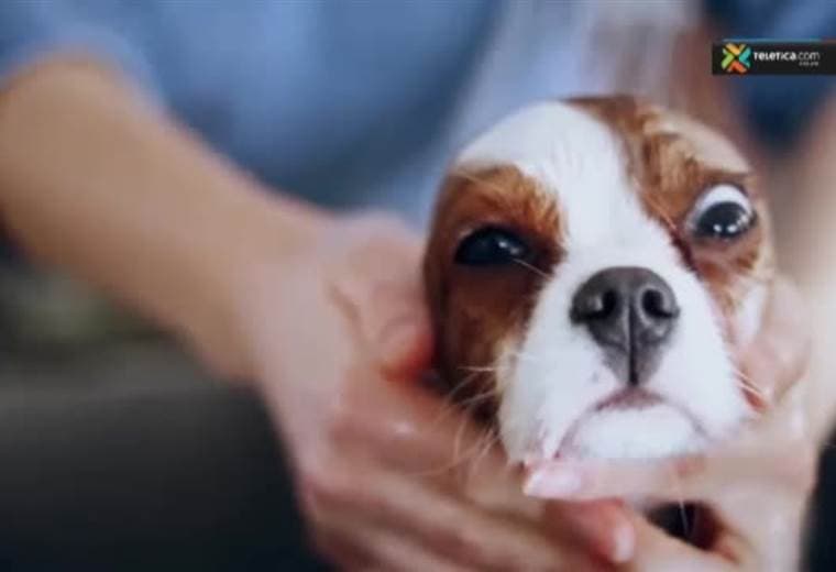 Una experta nos enseña cómo limpiarle correctamente los oídos y los dientes a los perros de la casa
