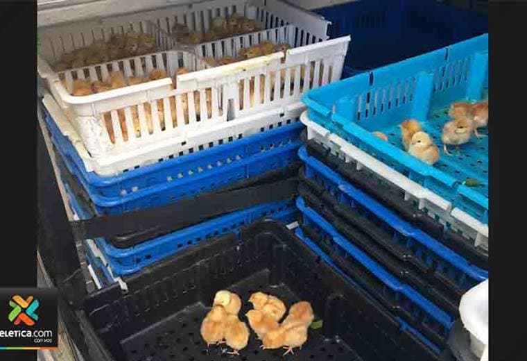 Autoridades panameñas decomisan cargamento de huevos y pollitos procedente de Costa Rica