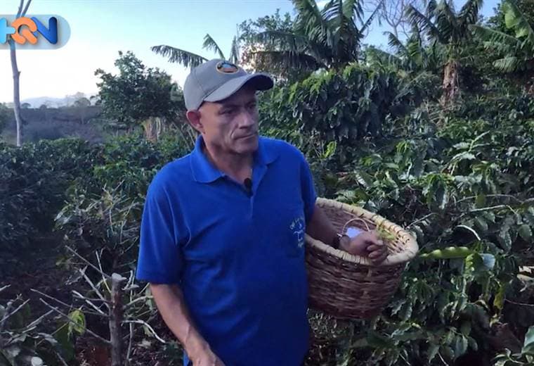  Desde 1981 don Miguel Castro, conocido como Pancho, se dedica a la producción de café en el cantón de Poás.