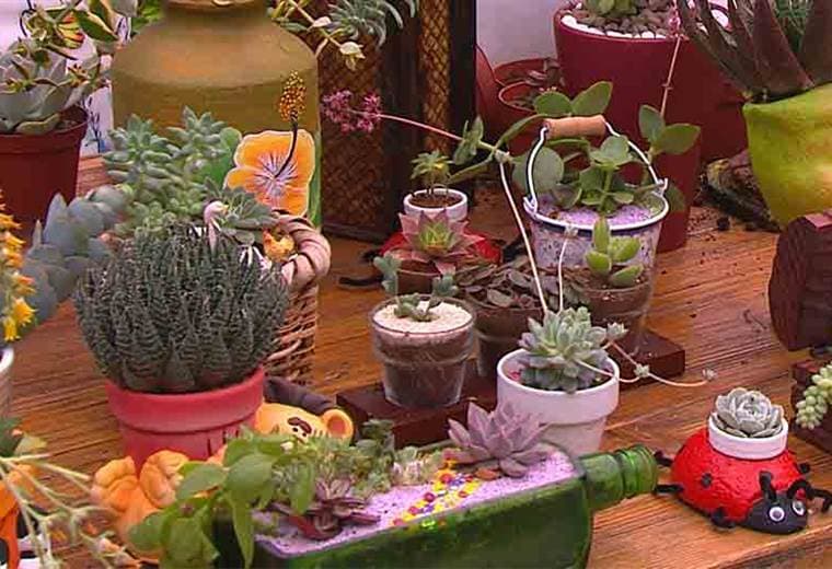 Conozca diferentes arreglos de suculentas para hacer un mini jardín