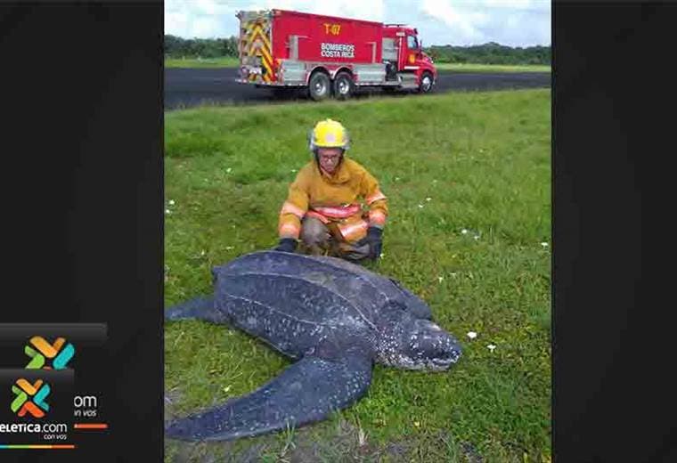Bomberos rescataron a una tortuga de 1.5 metros que estaba en la pista del aeropuerto de Limón