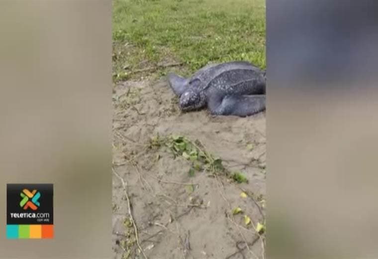 Bomberos rescataron a una tortuga de 1.5 metros que estaba en la pista del aeropuerto de Limón