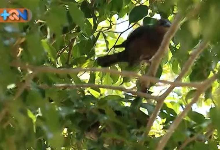 Con 70 años don Hugo es el que mantiene los lotes baldíos y escuelas de Quepos centro como un ajito. Además siempre cocina en las actividades de la iglesia y debido a su devoción superó un cáncer gástrico.