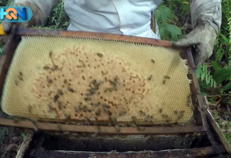En los altos de Tocori hay un emprendimiento dónde se puede vencer el miedo a las abejas. 