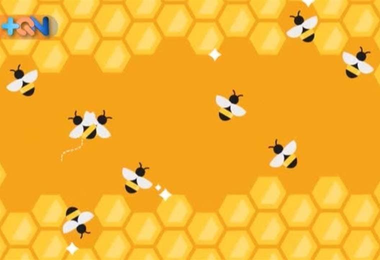 En los altos de Tocori hay un emprendimiento dónde se puede vencer el miedo a las abejas.
