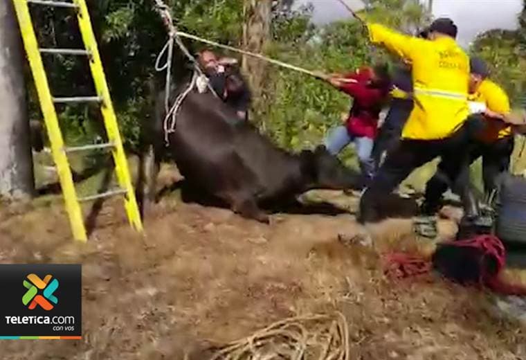 Bomberos liberó una vaca que pasó 12 horas con la pata atrapada en un tubo