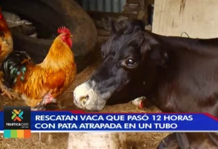 Bomberos liberó una vaca que pasó 12 horas con la pata atrapada en un tubo