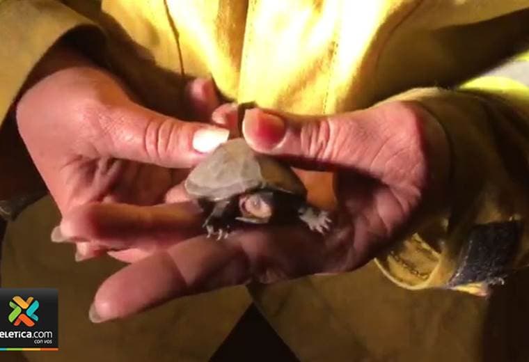 Bomberos evitaron que dos tortuguitas murieran quemadas en Siquiares