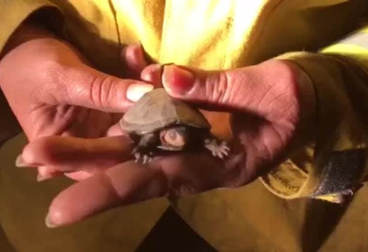 Bomberos evitaron que dos tortuguitas murieran quemadas en Siquiares