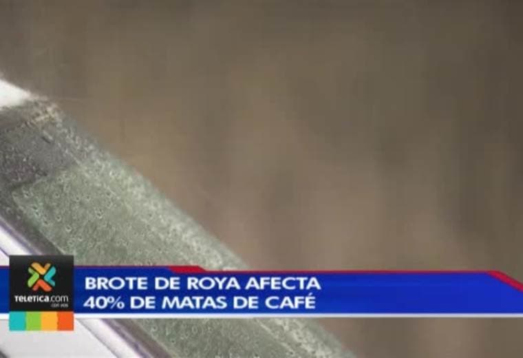 Autoridades preocupadas por aumento de la roya del café