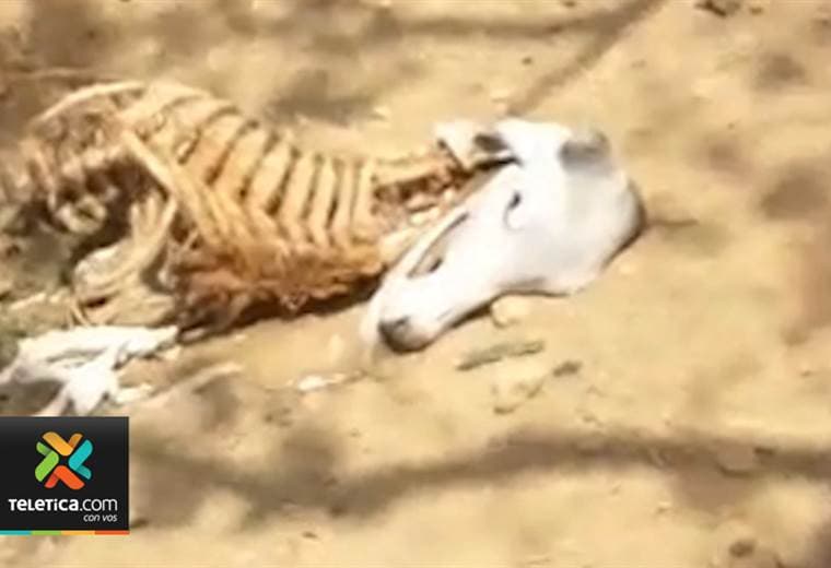 Peligrosa banda destazó 30 vacas y caballos en varias fincas de Atenas