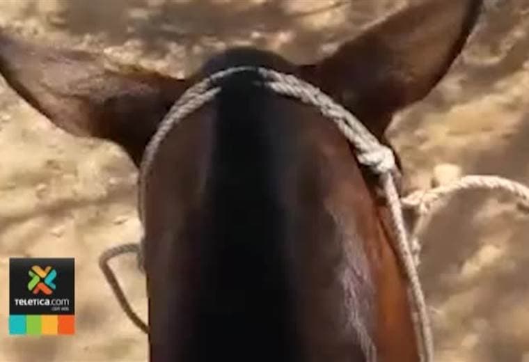 Peligrosa banda destazó 30 vacas y caballos en varias fincas de Atenas