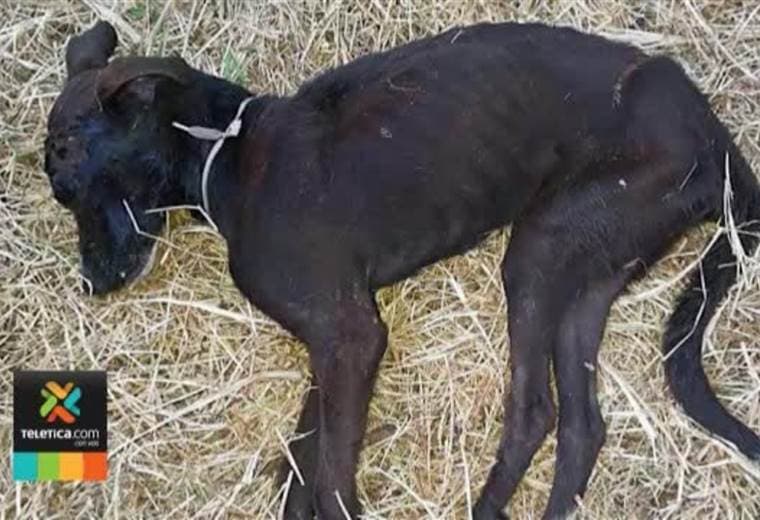 Nueve perros murieron envenenados en Territorio de Zaguates