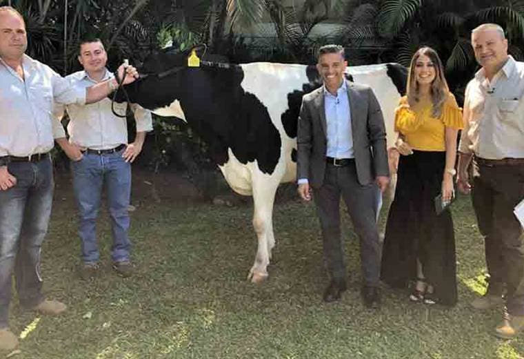 Expo Zarcero alista sus mejores vaquillas para recibirlo este fin de semana