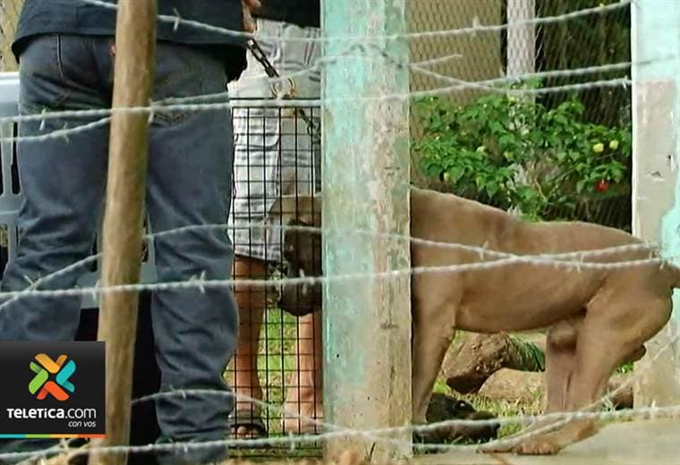 Senasa se llevó el perro que atacó a niño de 3 años en Río Cuarto