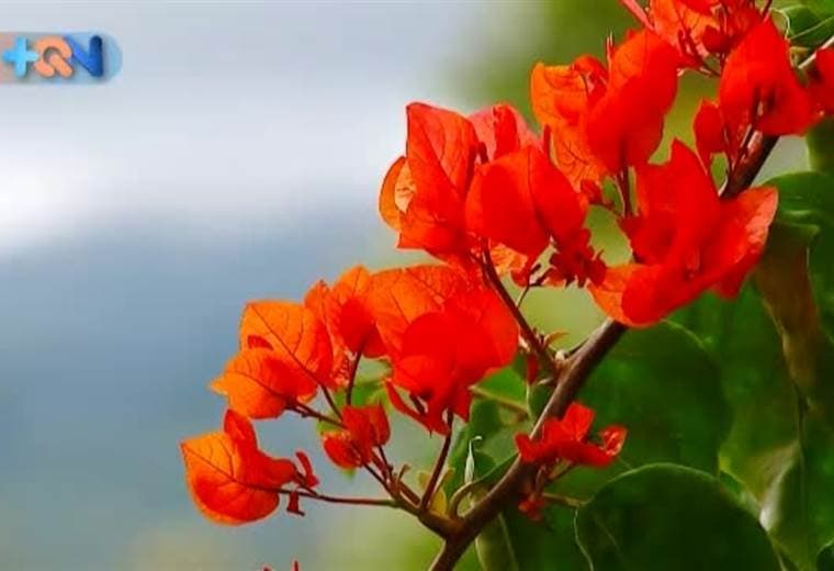 Tiene 91 años y es el encargado de cantar, leer la palabra y hasta cuidar la iglesia de este cantón josefino. Si bien no es el sacristán, en muchas ocasiones se ofrece a realizar estas labores.
