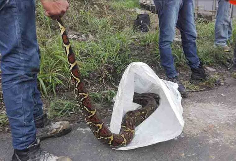 Capturan enorme serpiente debajo del puente sobre el Rio Platanar en Ciudad Quesada