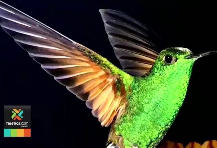 Exposición de fotografías de colibríes llega al Museo Nacional