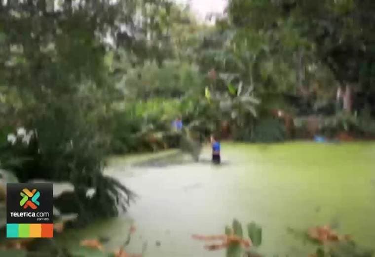 Capturan caimán dentro de vivienda en Sata Ana