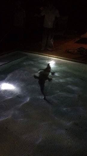 Lagarto de gran tamaño fue encontrado dentro de una piscina en una casa de playa en Guanacaste