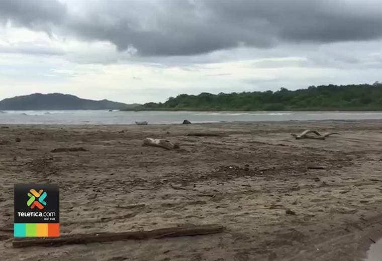 Cocodrilo fue captado en la playa de Tamarindo y turistas se siguen bañando cerca del estero