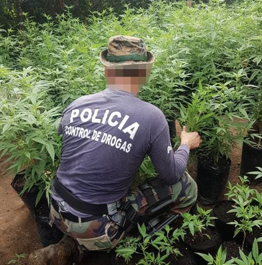PCD erradica en la Zona Sur 21 plantaciones de marihuana con más de 116.000 matas