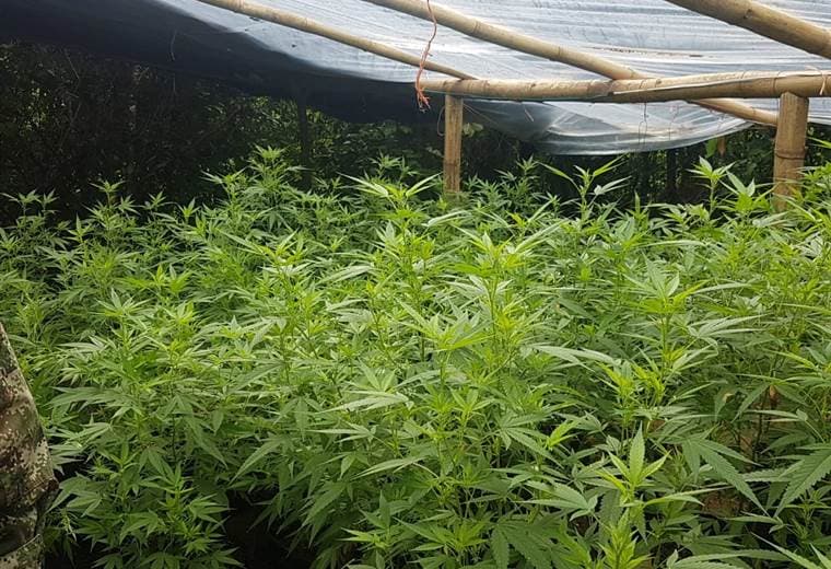 PCD erradica en la Zona Sur 21 plantaciones de marihuana con más de 116.000 matas
