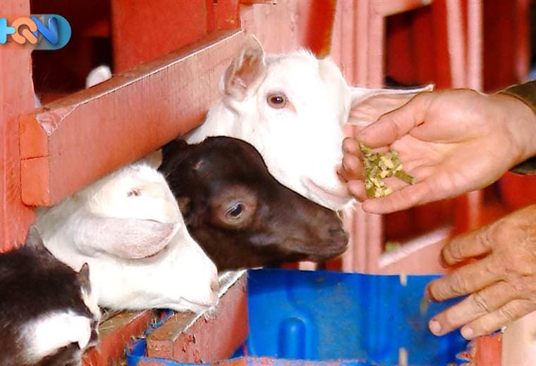En San Rafael de La Unión encontramos un proyecto emprendedor que desarrolla todos los productos en base a leche de cabra. La familia Cantillo tiene más de 100 años de trabajar con este tipo de animales, pero fue hasta en 2004 cuando decidieron darle otro uso al líquido. Los invitamos a conocer sobre las propiedades de este producto en el siguiente reportaje.